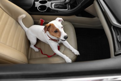 Photo of Jack Russel Terrier in car. Adorable pet