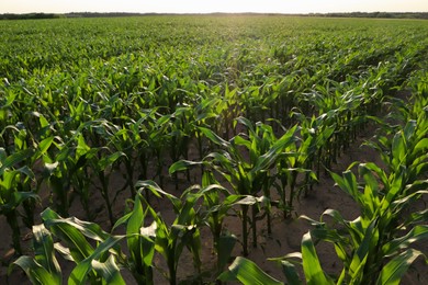Photo of Beautiful agricultural field with green corn plants on sunny day