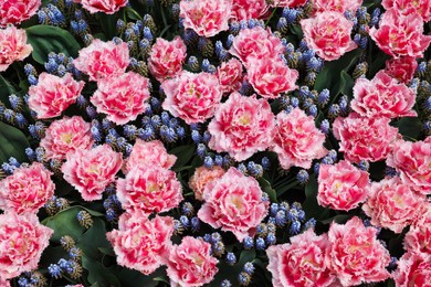 Photo of Many beautiful tulip and muscari flowers as background, above view. Spring season