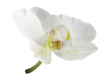 Photo of One beautiful orchid flower isolated on white