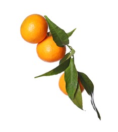 Fresh tangerines with green leaves isolated on white