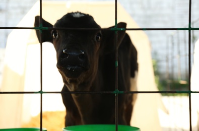 Photo of Pretty little calf near fence on farm, closeup. Animal husbandry
