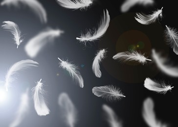 Image of Fluffy bird feathers falling on dark background