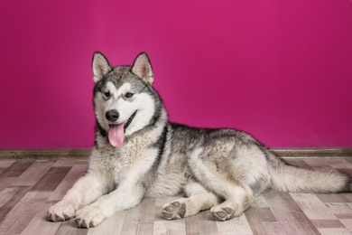 Cute Alaskan Malamute dog lying on floor near color wall