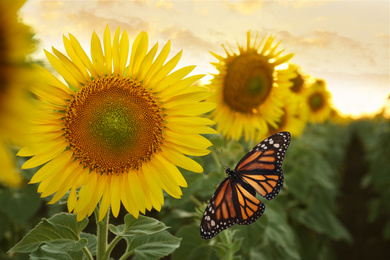 Image of Amazing monarch butterfly near beautiful sunflower 