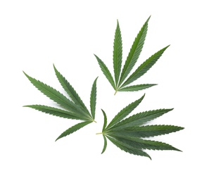 Green hemp leaves on white background, top view