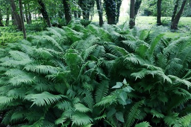 Photo of Beautiful fern with lush green leaves growing outdoors