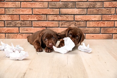 Photo of Mischievous chocolate Labrador Retriever puppies and torn paper near wall indoors