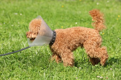 Photo of Cute Maltipoo dog with Elizabethan collar on green grass outdoors