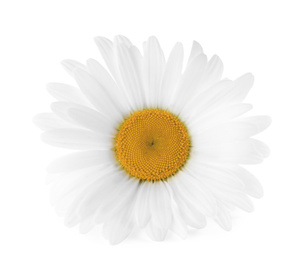 Photo of Beautiful fragrant chamomile flower isolated on white