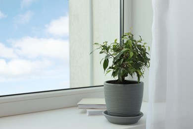 Photo of Ficus in pot on windowsill indoors, space for text. House plant