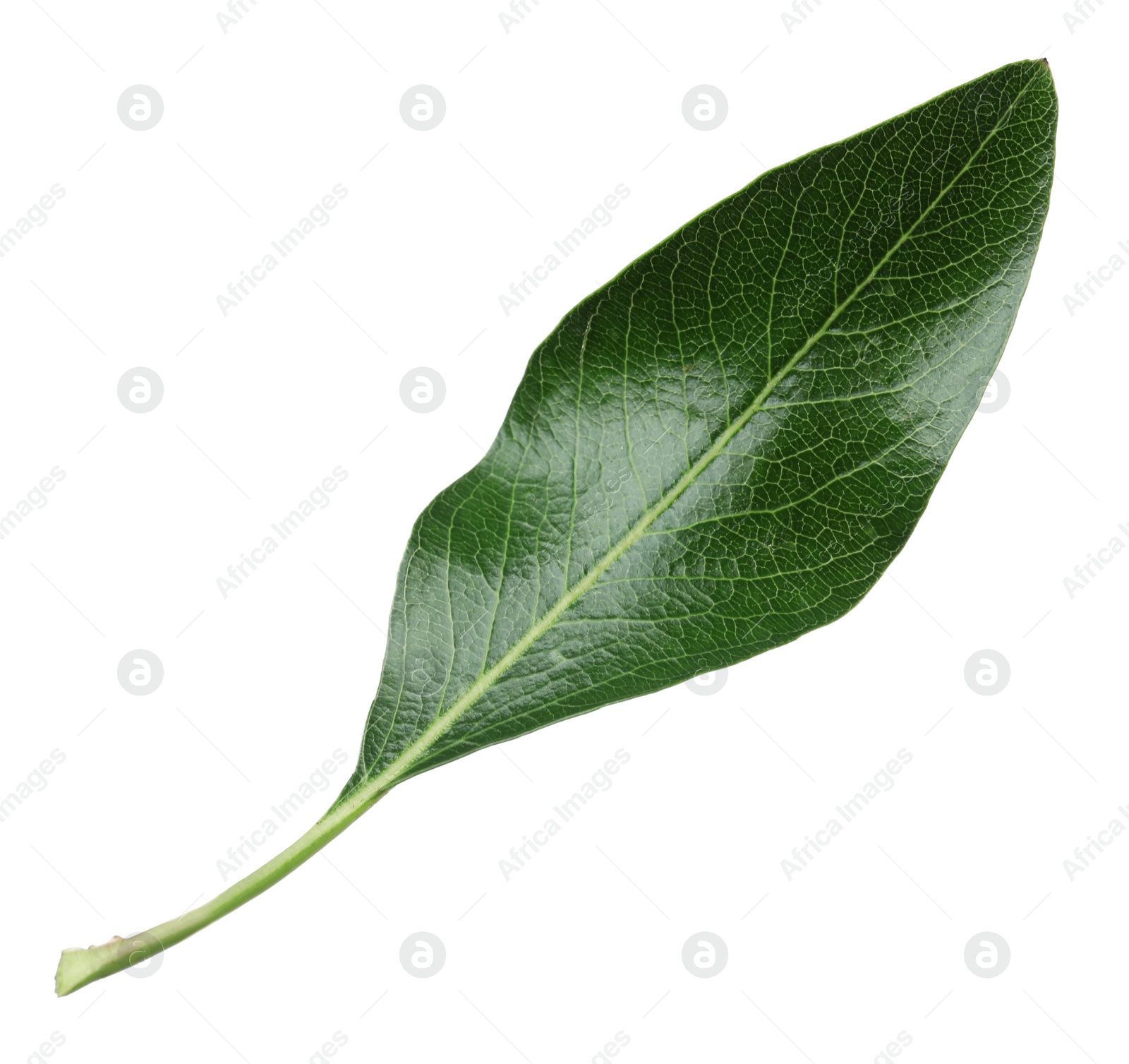 Photo of Green pear tree leaf isolated on white