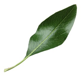 Photo of Green pear tree leaf isolated on white