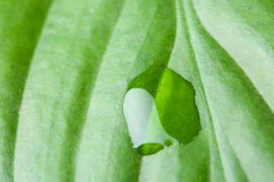 Photo of Macro view of water drop on green leaf