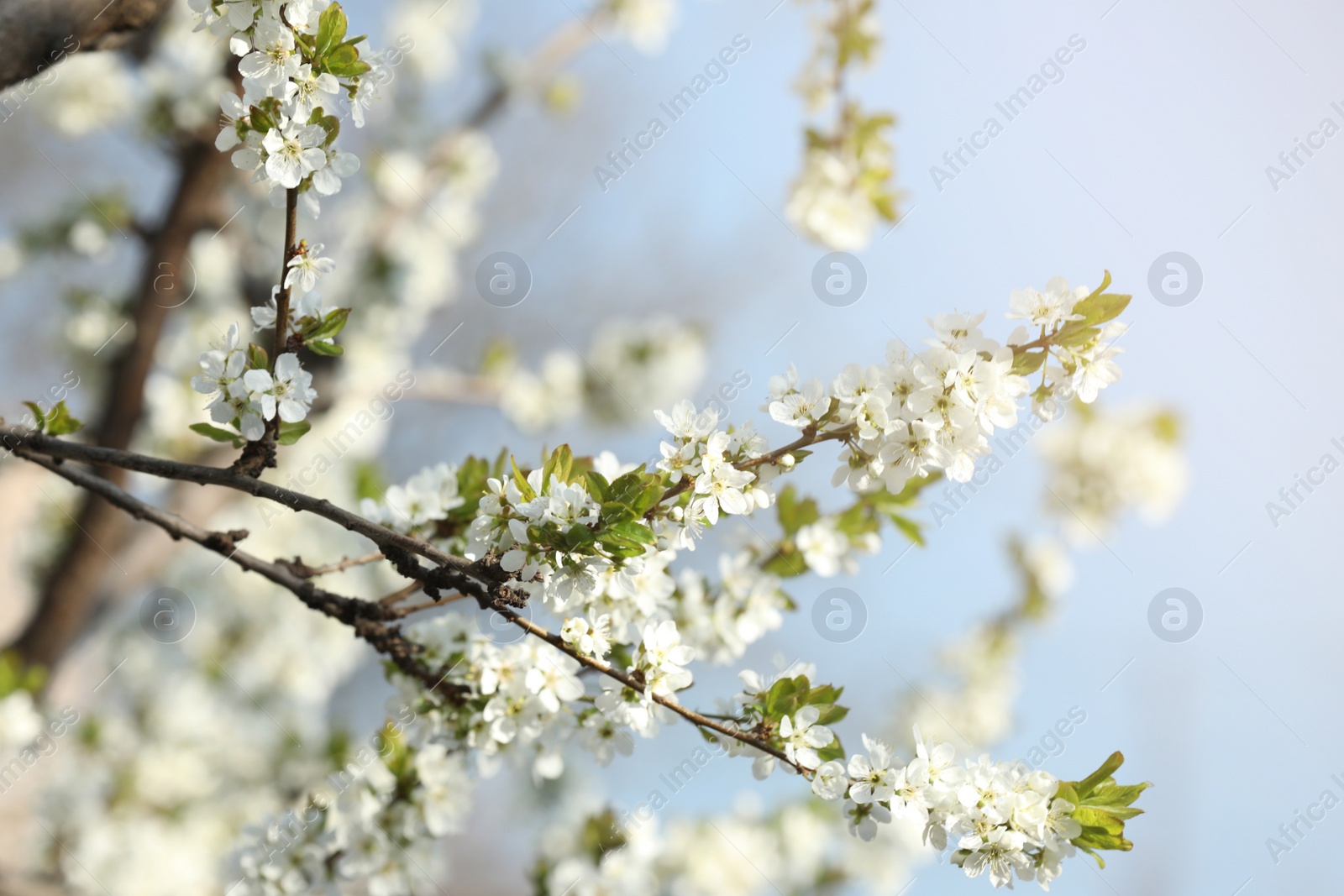 Photo of Branches of blossoming cherry plum tree against blue sky, closeup