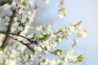 Branches of blossoming cherry plum tree against blue sky, closeup