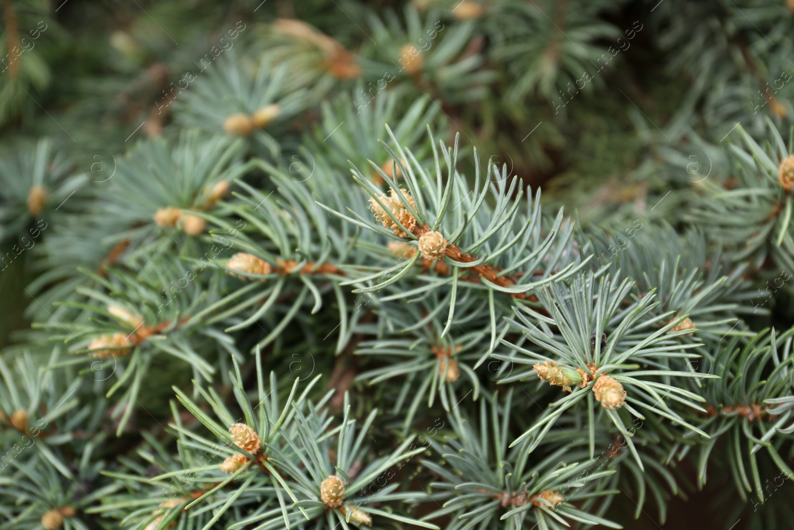 Photo of Beautiful branches of coniferous tree, closeup view