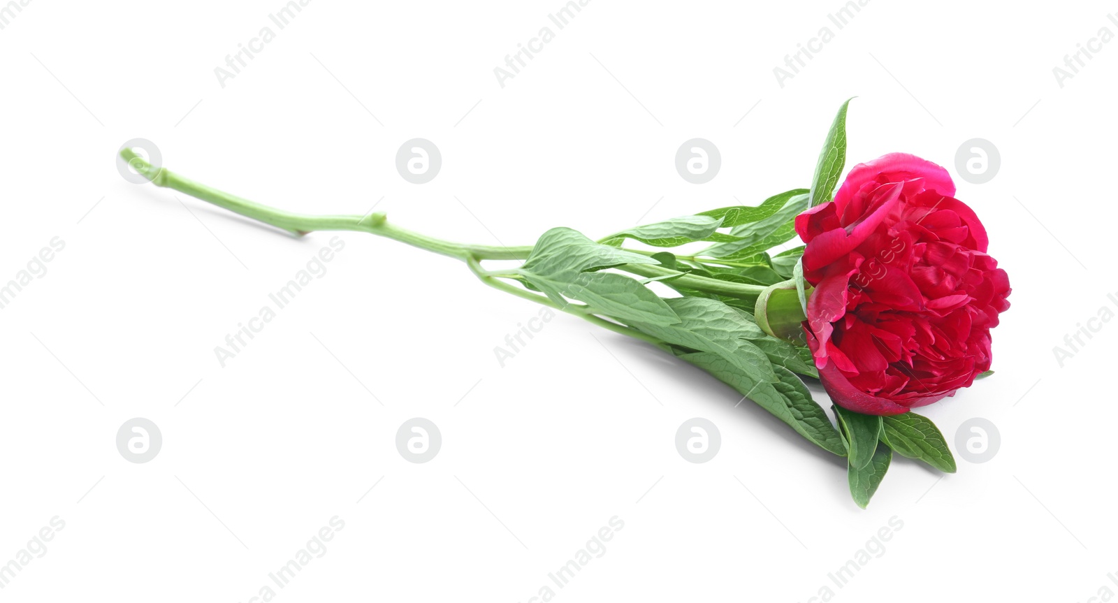 Photo of Beautiful red peony with leaves isolated on white