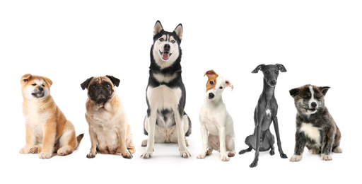 Image of Group of different dogs on white background