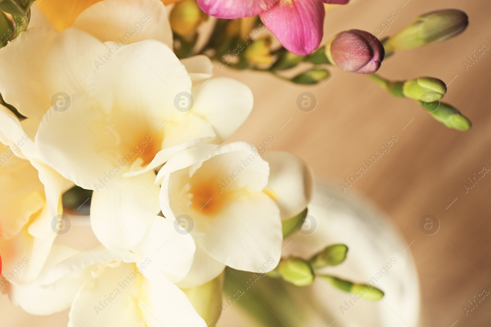 Photo of Beautiful freesia flowers on blurred background, closeup