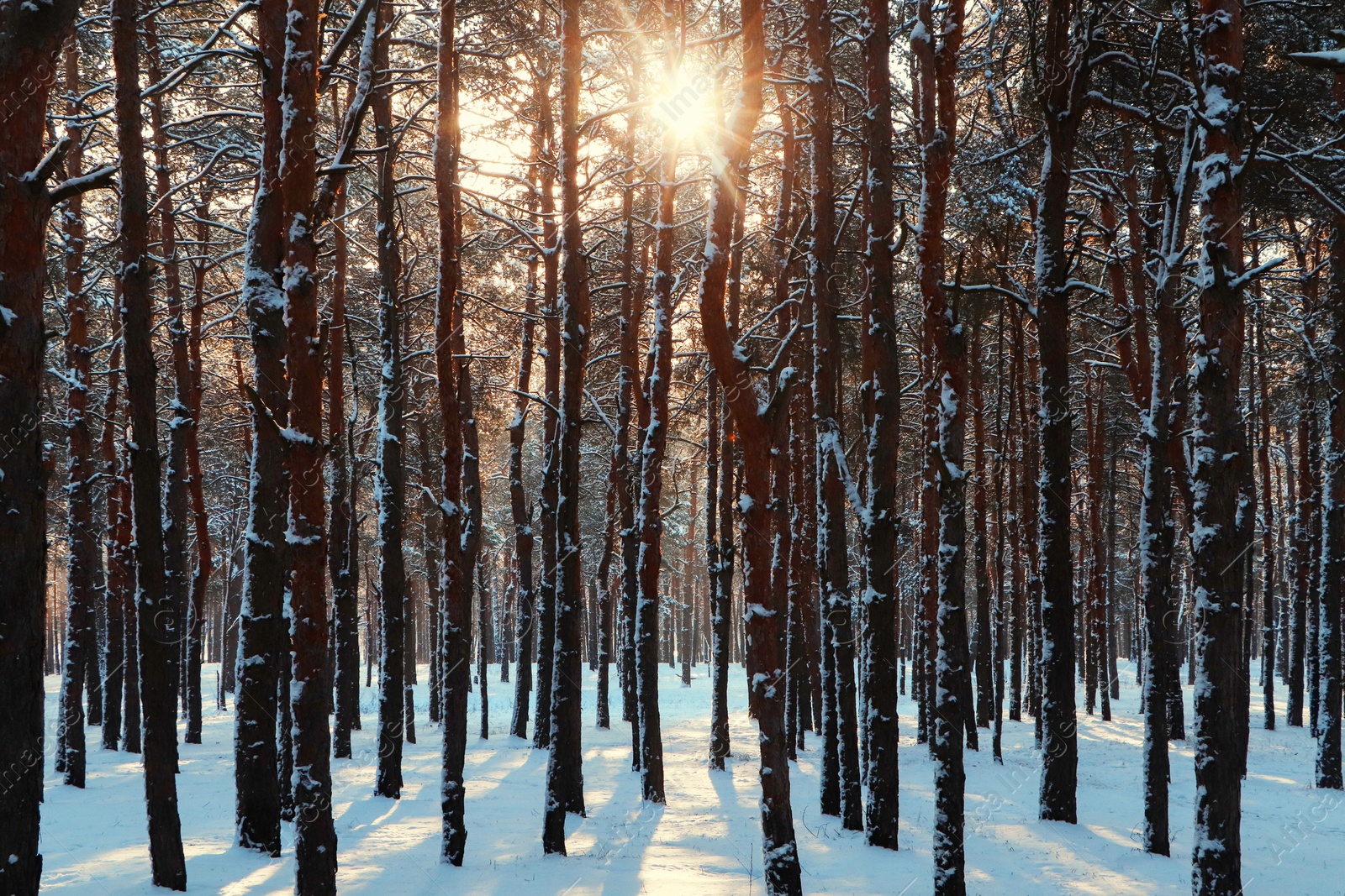 Photo of Picturesque view of snowy pine forest in winter morning