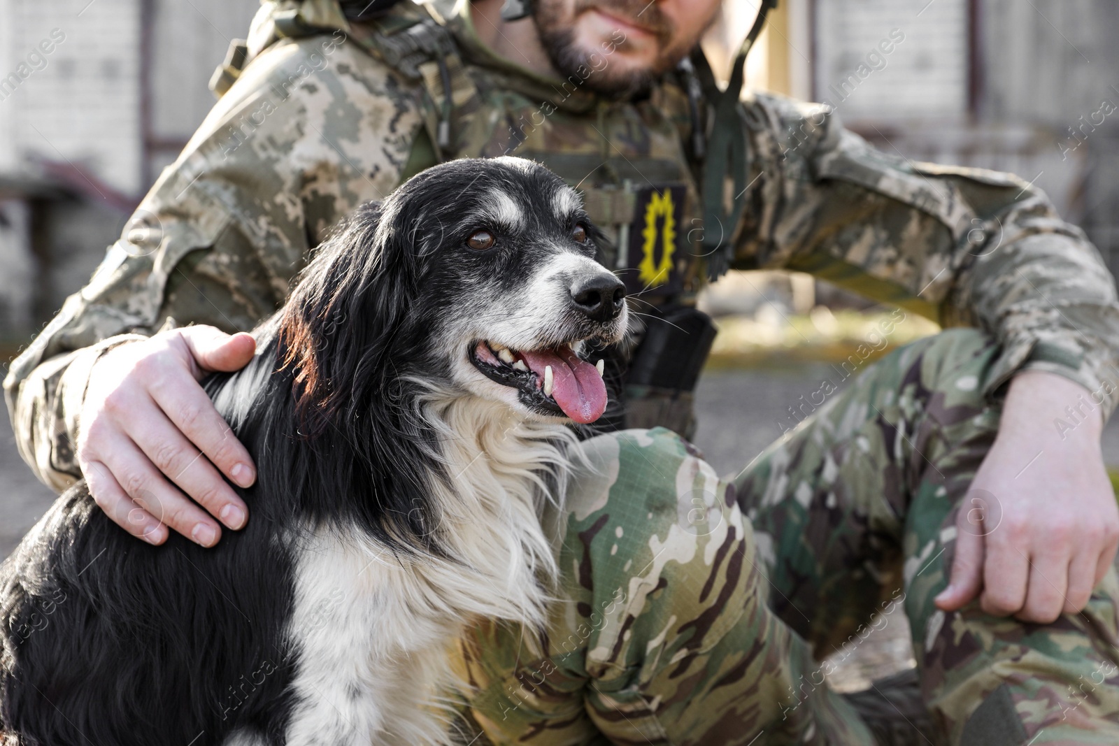 Photo of Ukrainian soldier stroking stray dog outdoors, closeup