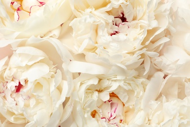 Beautiful fresh peony flowers as background, top view