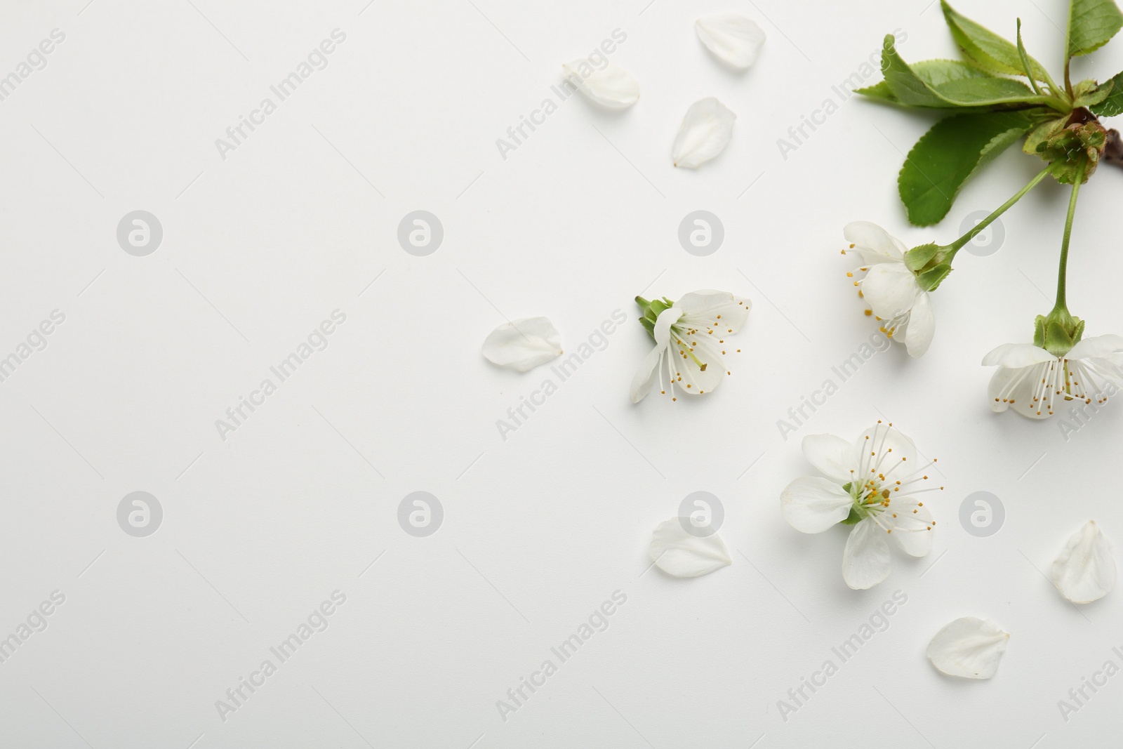 Photo of Beautiful spring tree blossoms and petals on white background, flat lay. Space for text