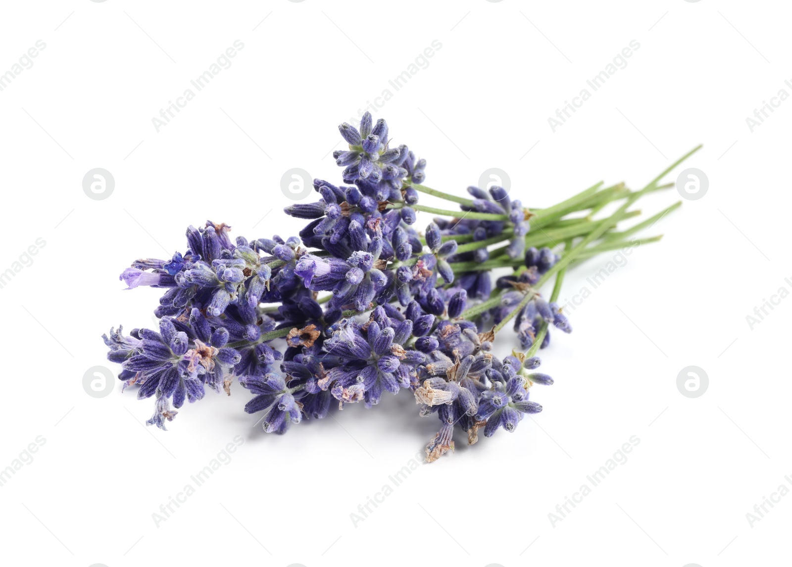 Photo of Beautiful blooming lavender flowers on white background