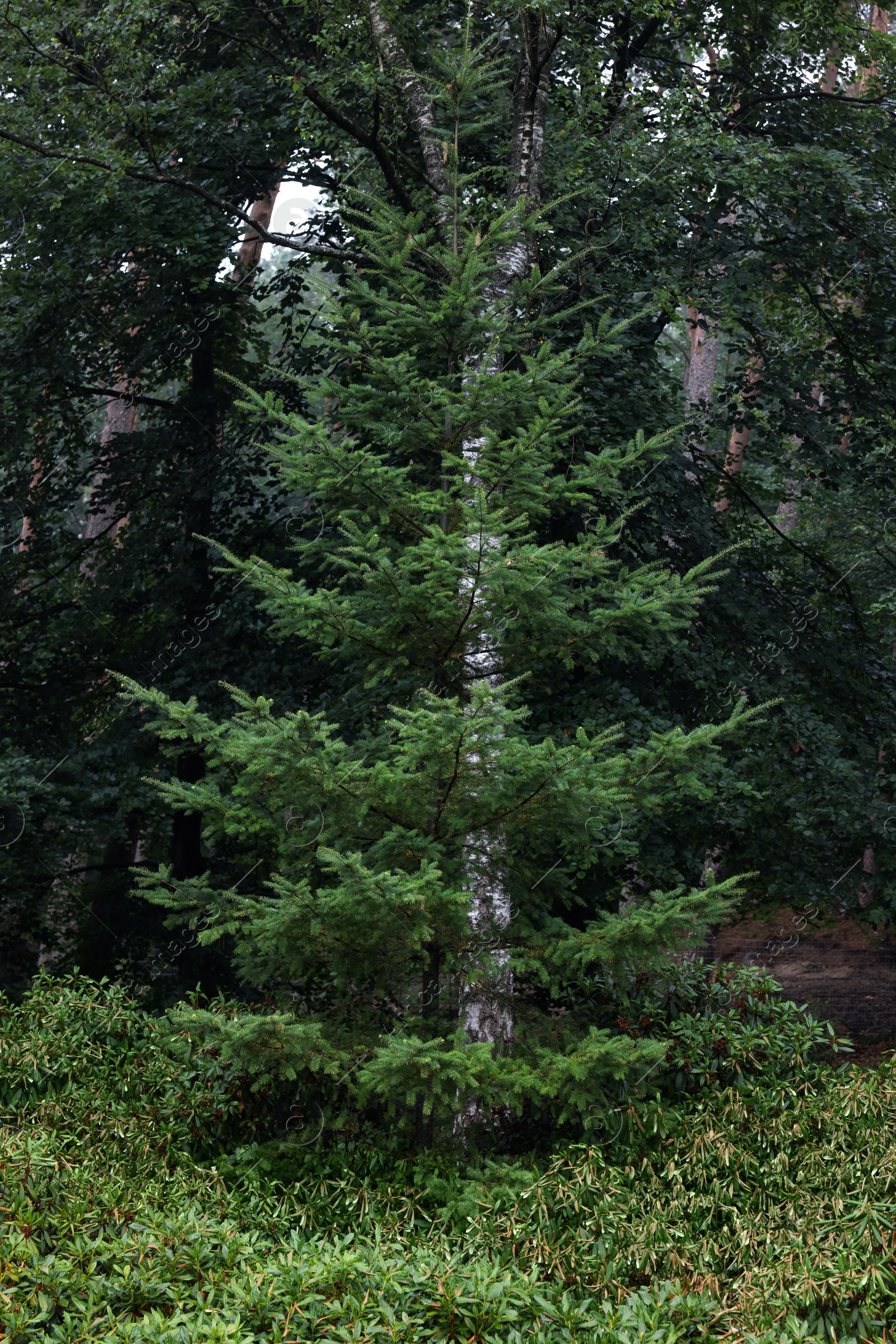 Photo of Beautiful green fir growing outdoors. Landscape design