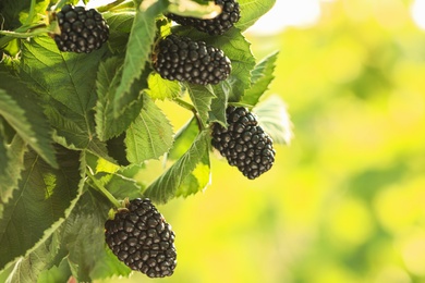 Photo of Blackberry bush with ripe berries in garden, closeup