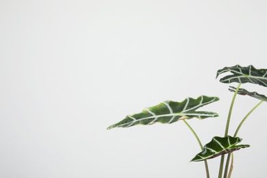Photo of Alocasia home plant on grey background, space for text