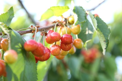 Cherry tree with green leaves and unripe berries growing outdoors, closeup