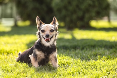 Photo of Cute little dog in park on sunny day