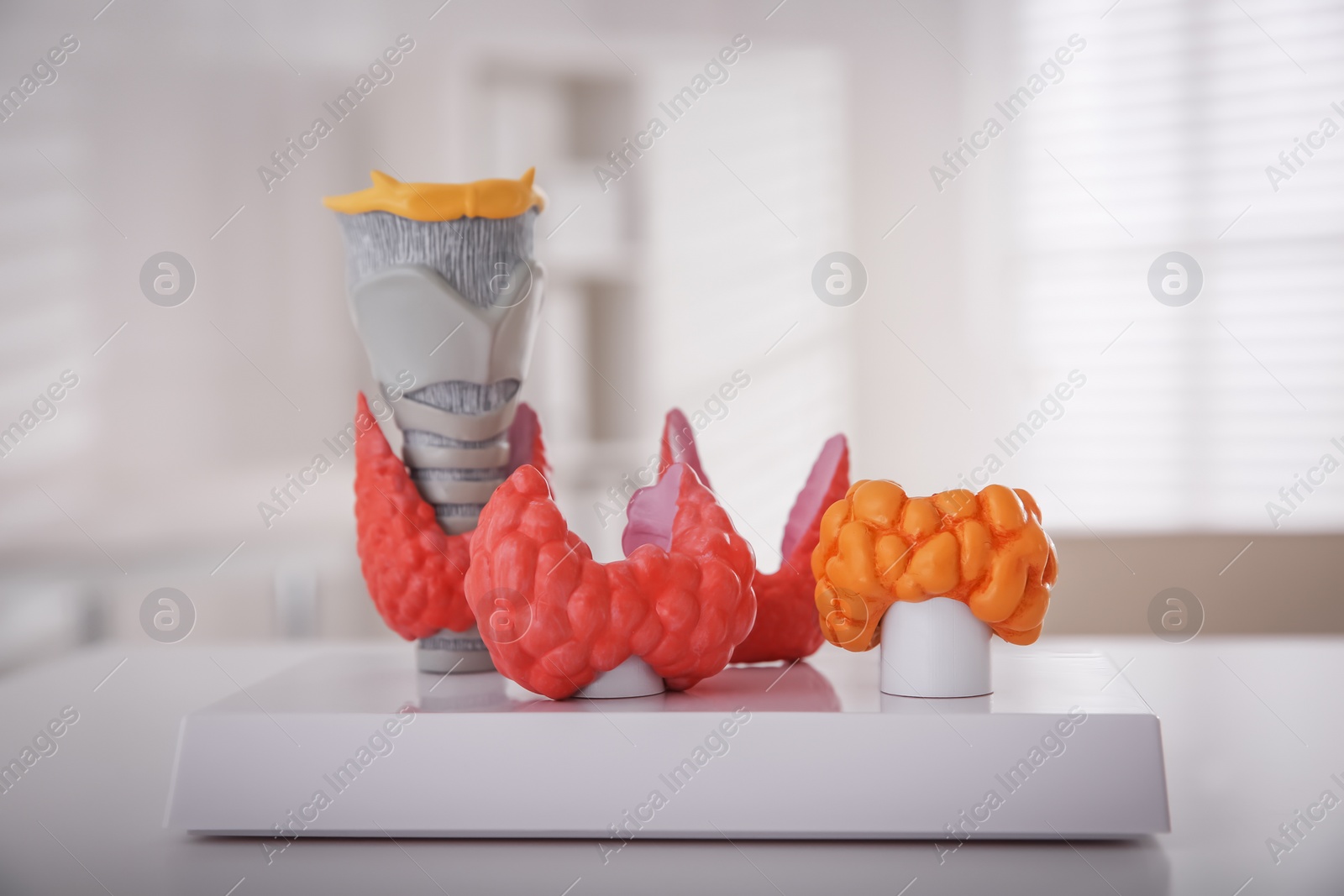 Photo of Thyroid gland models on white table in hospital