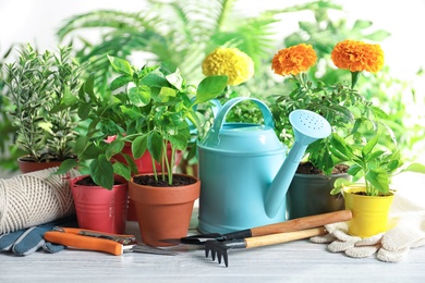 Photo of Plants and gardening tools on wooden table