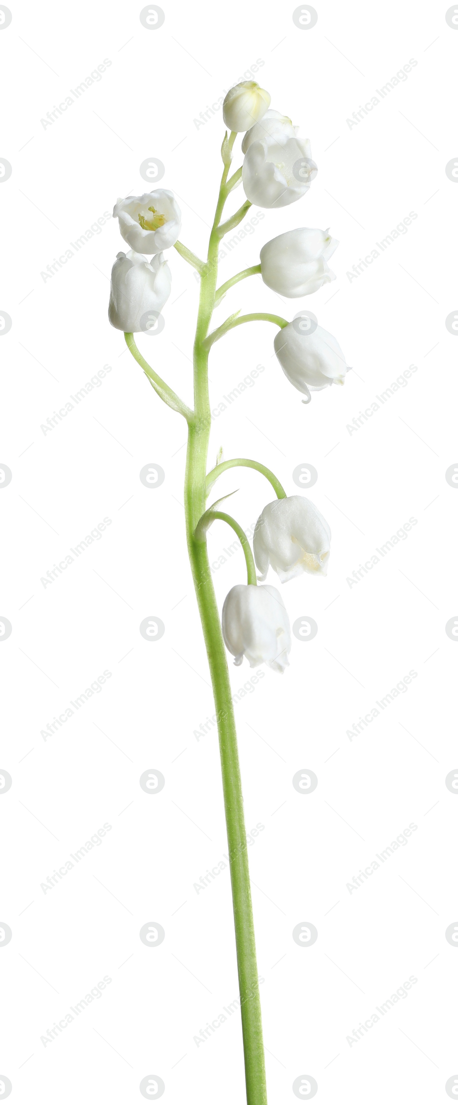 Photo of Beautiful lily of the valley flower on white background