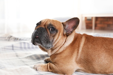 Photo of Funny French bulldog lying on plaid at home