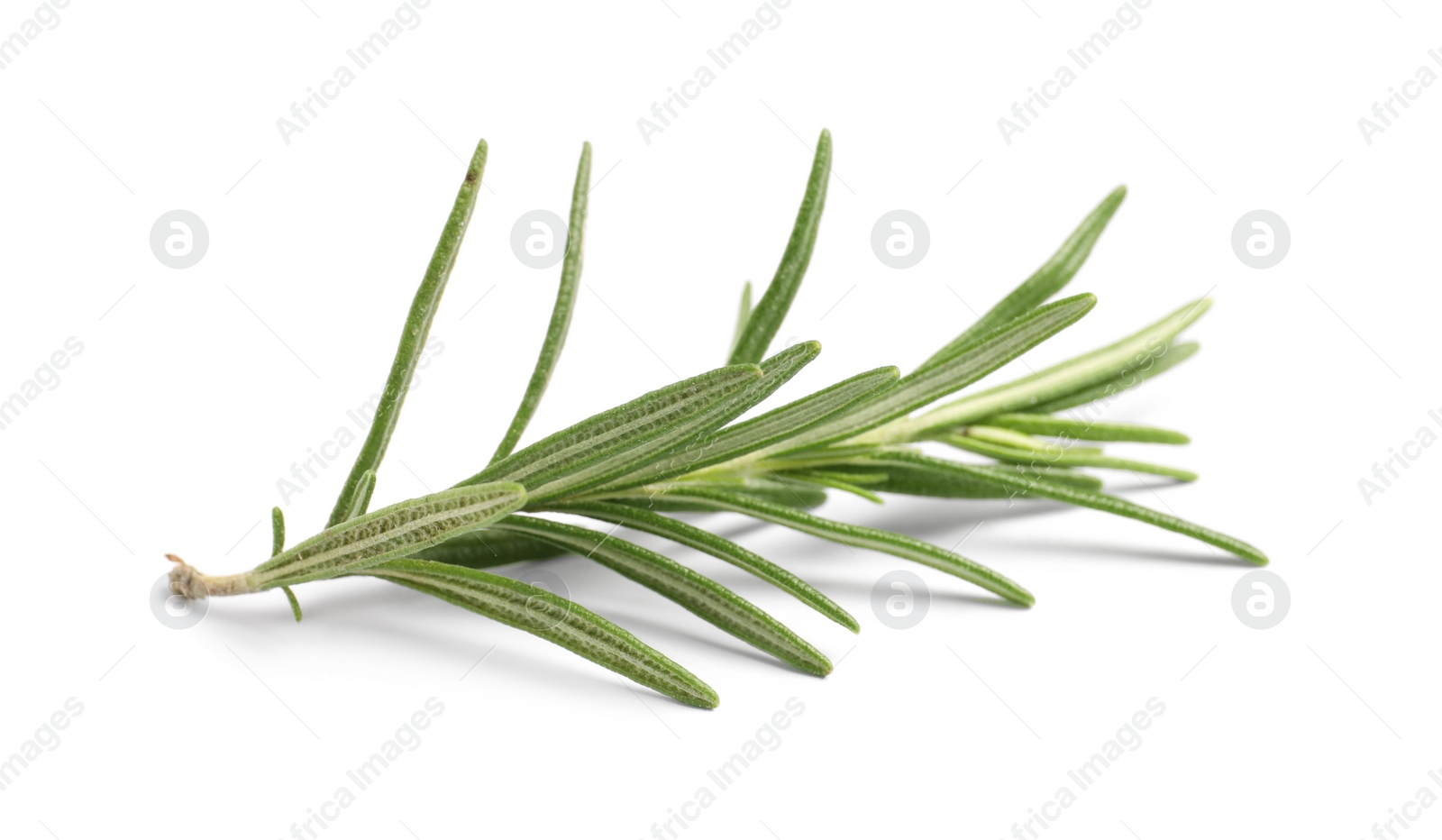 Photo of Sprig of fresh rosemary isolated on white