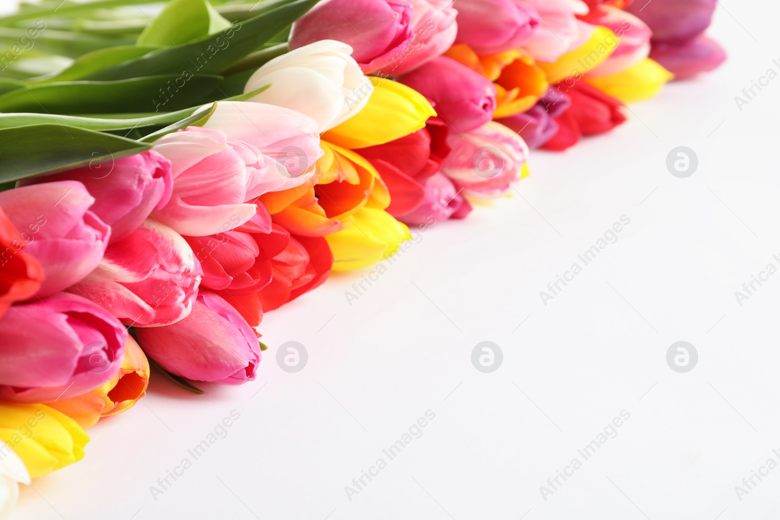 Photo of Beautiful bright tulips on white background. Spring flowers