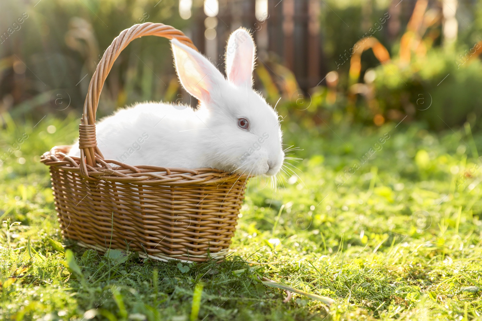 Photo of Cute fluffy rabbit in wicker basket on green grass outdoors. Space for text