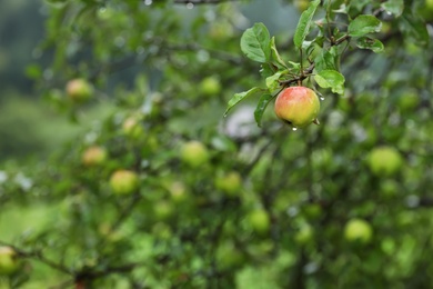 Photo of Branch of apple tree with ripe fruit in garden