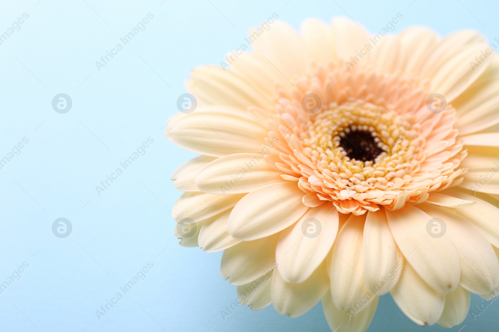 Photo of One beautiful tender gerbera flower on light blue background, closeup. Space for text