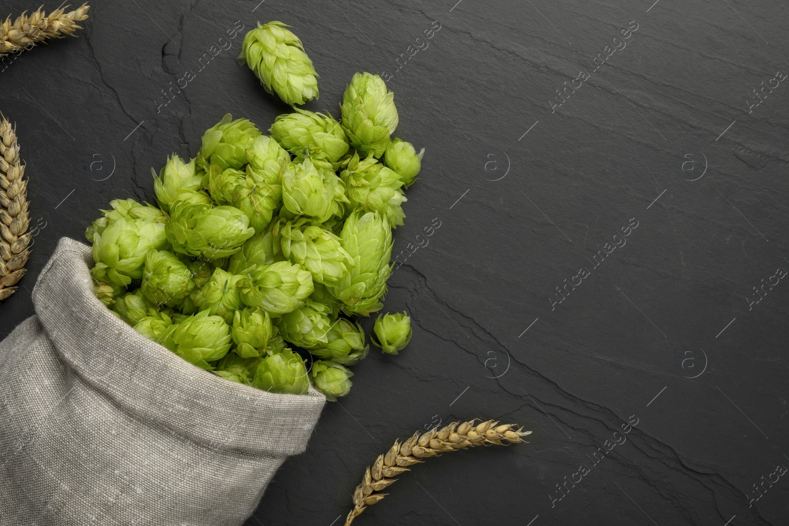 Photo of Sack with fresh green hops and spikes on black table, flat lay. Space for text