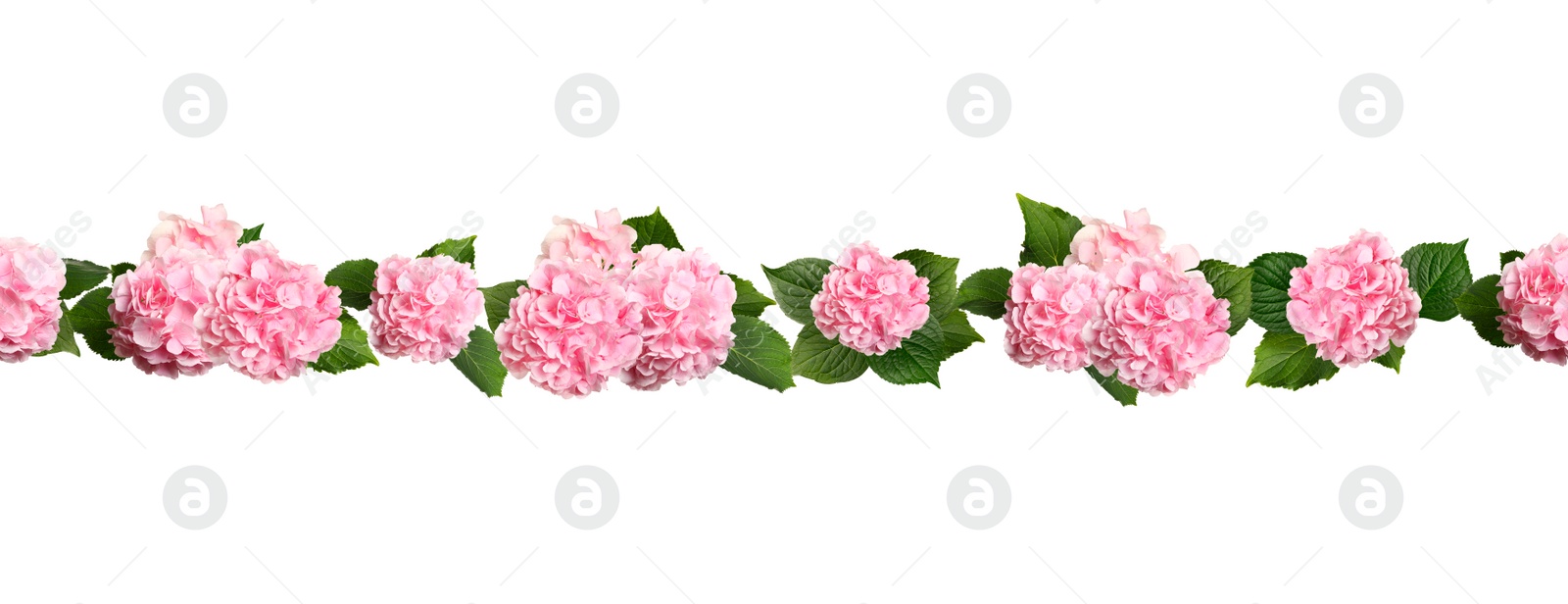 Image of Delicate beautiful hortensia flowers with green leaves on white background, top view. Banner design