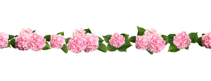 Delicate beautiful hortensia flowers with green leaves on white background, top view. Banner design