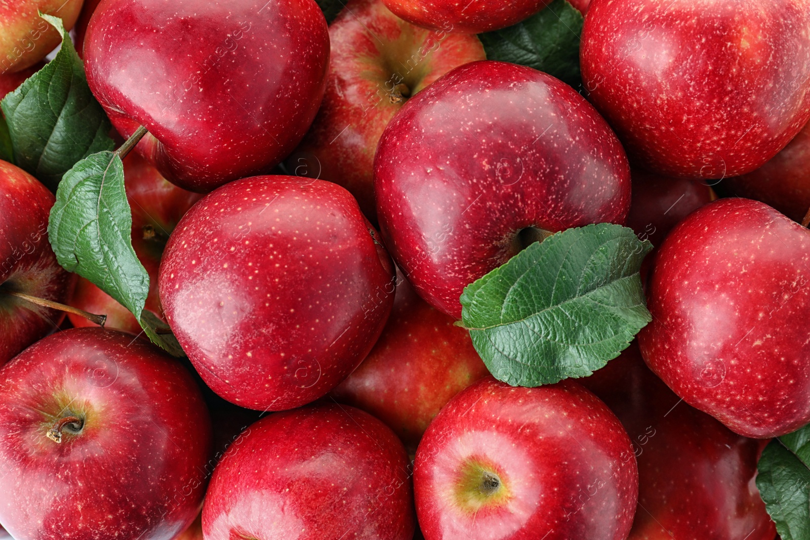 Photo of Many ripe juicy red apples as background