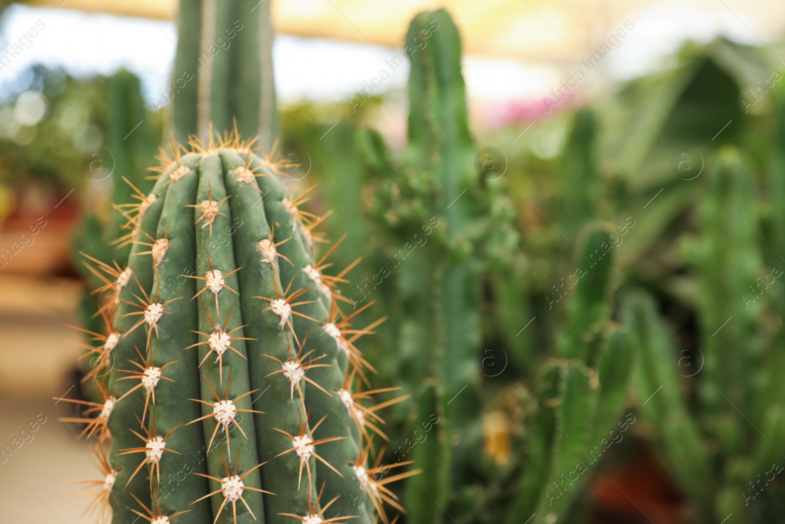 Photo of Closeup view of beautiful cactus on blurred background. Space for text