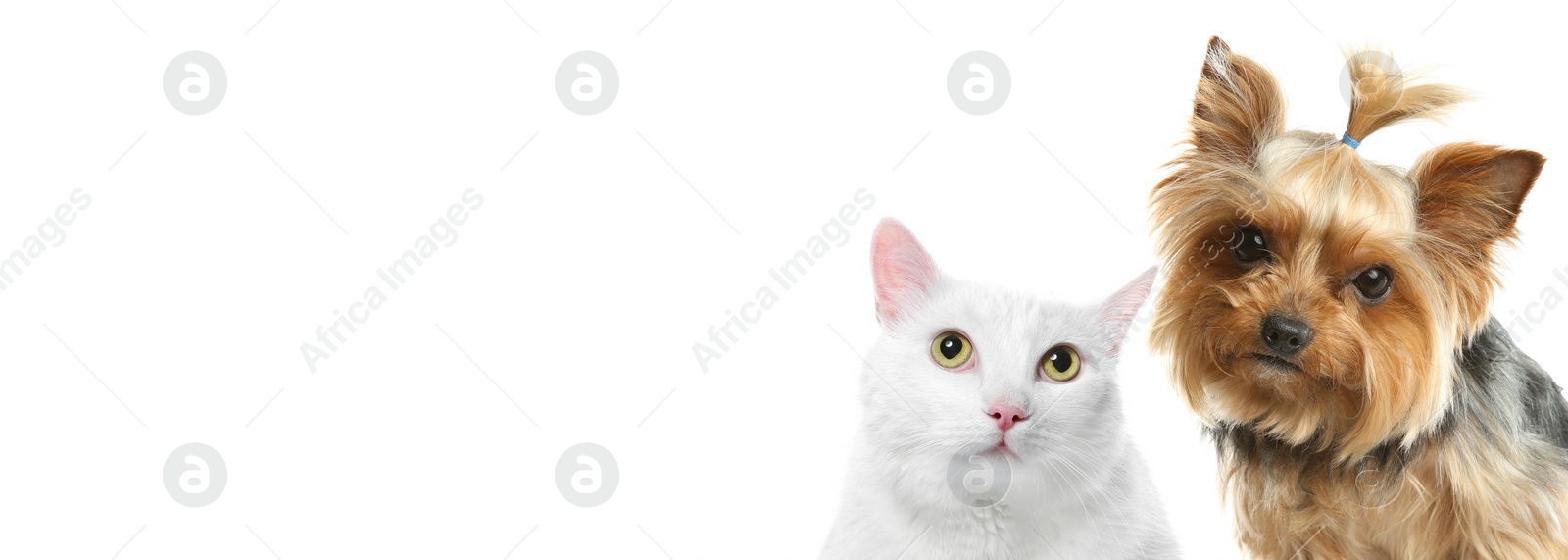 Image of Cute cat and Yorkshire terrier on white background. Banner design with space for text