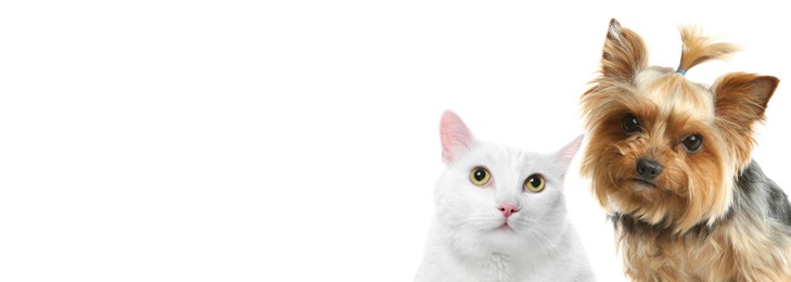 Image of Cute cat and Yorkshire terrier on white background. Banner design with space for text